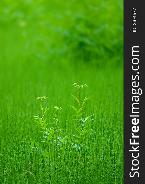 Grass blades for a nice floral background