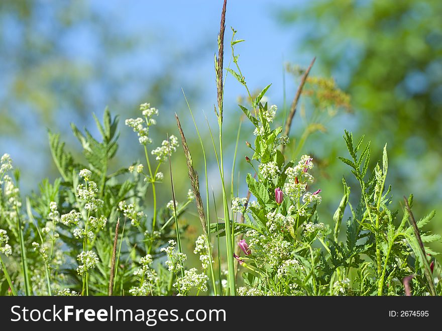 Grass blades for a nice floral background