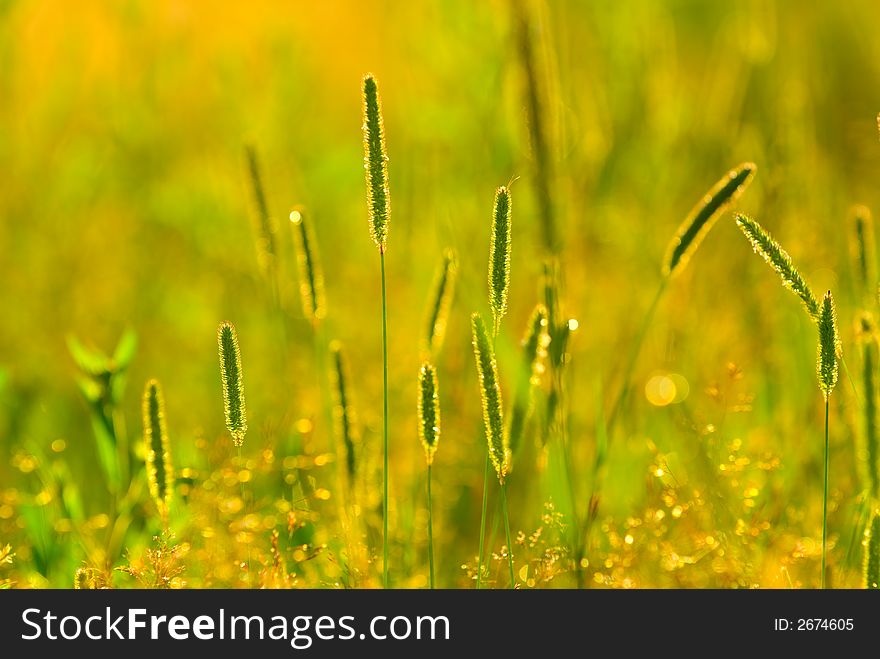 Grass blades for a nice floral background