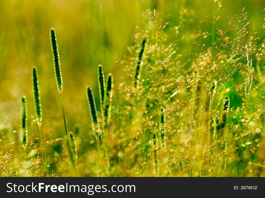 Grass blades for a nice floral background