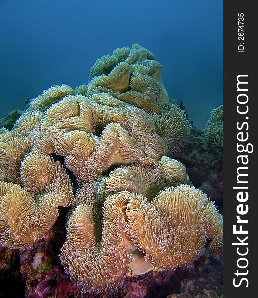 Beautiful seascape covered with soft coral colony, their polyps swaying along with the water movement. Beautiful seascape covered with soft coral colony, their polyps swaying along with the water movement