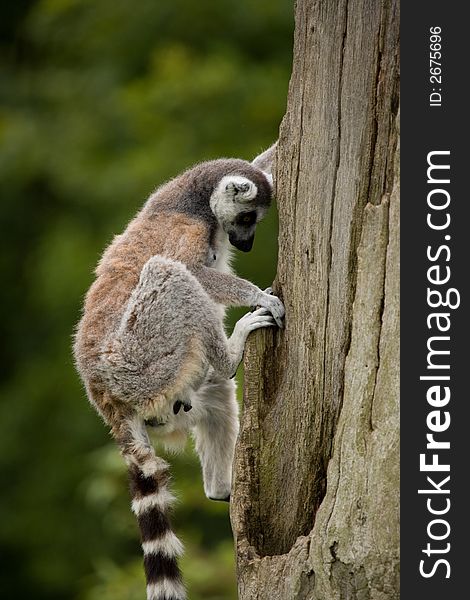 A ring tailed lemur sitting on a high post