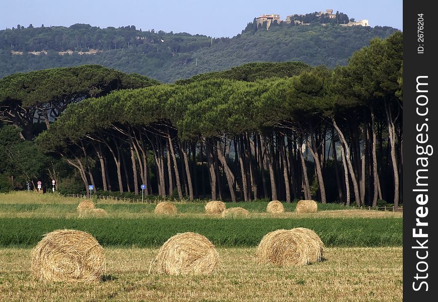 A rural landscape with pines and hay balls