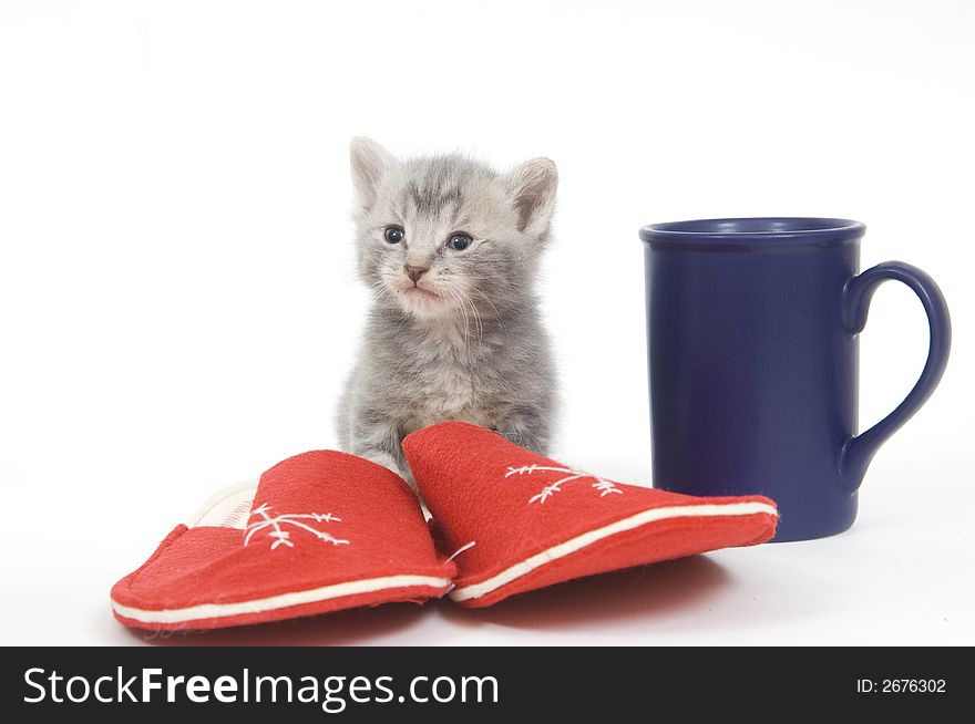 Kitten sitting next to slippers and a coffee cup. Kitten sitting next to slippers and a coffee cup