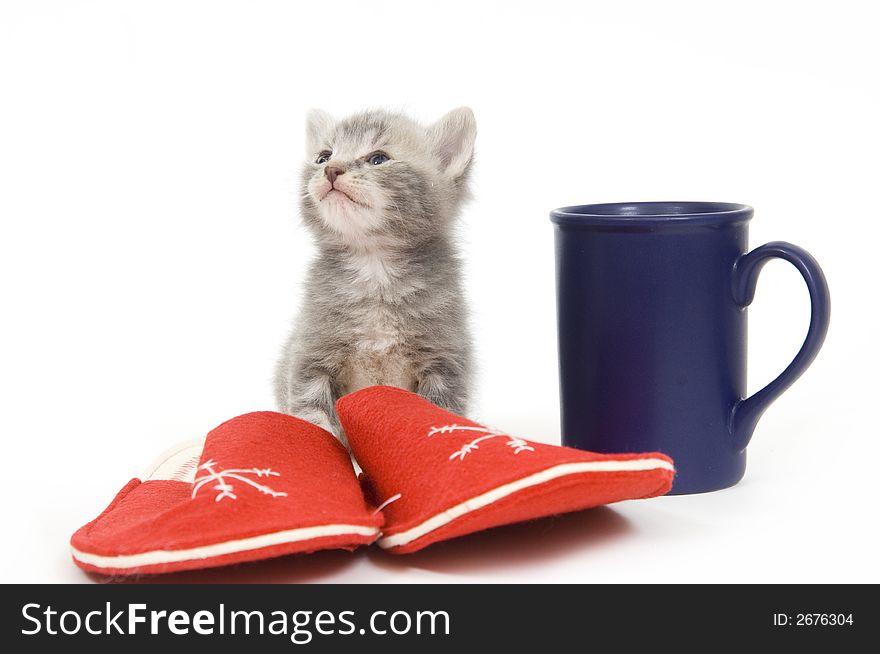 Kitten sitting next to coffee cup and slippers. Kitten sitting next to coffee cup and slippers