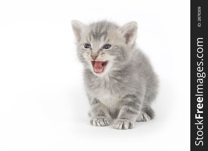 A gray kitten cries on white background. A gray kitten cries on white background