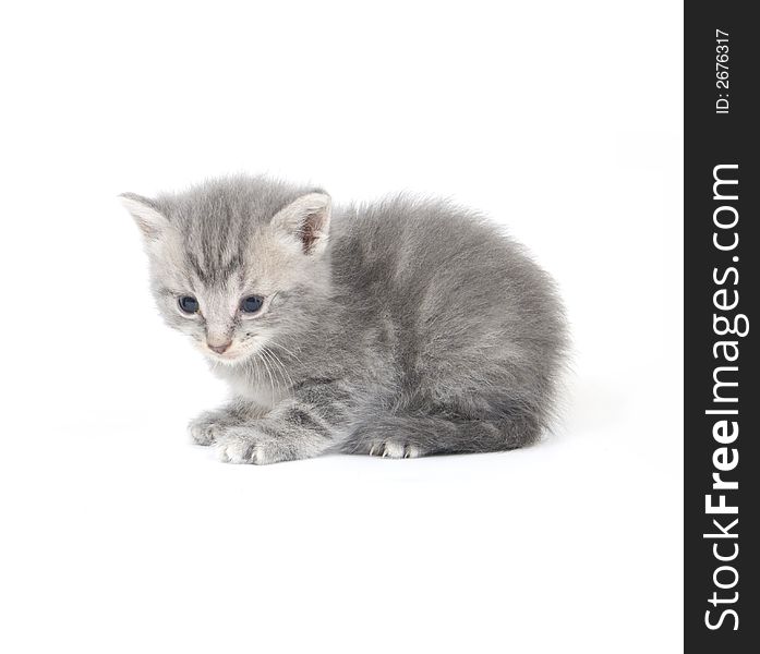 A gray kitten looks up and to the right on a white background. A gray kitten looks up and to the right on a white background