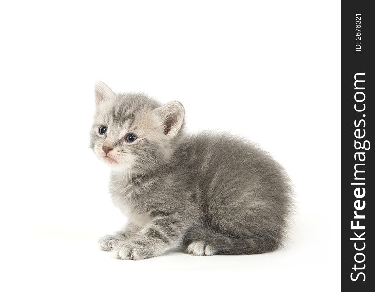 A gray kitten looks up and to the right on a white background. A gray kitten looks up and to the right on a white background