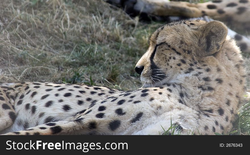 The Cheetah (Acinonyx jubatus) is a vulnerable member of the cat family (Felidae), a poor climber that hunts by speed and stealth.