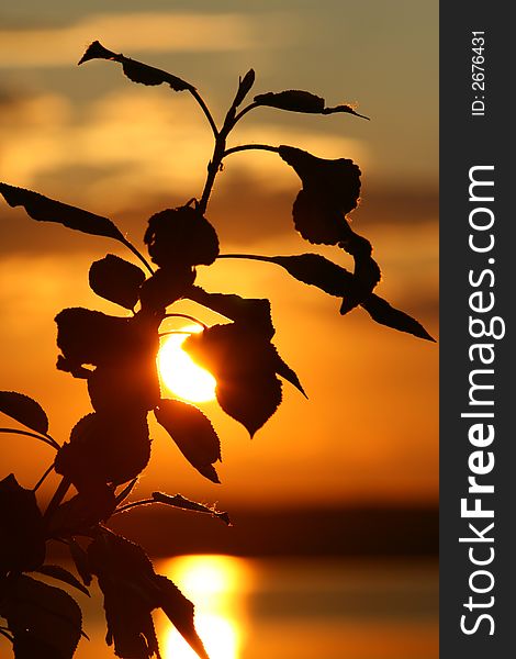 Branch with leaves on a background of a sunset. Branch with leaves on a background of a sunset.