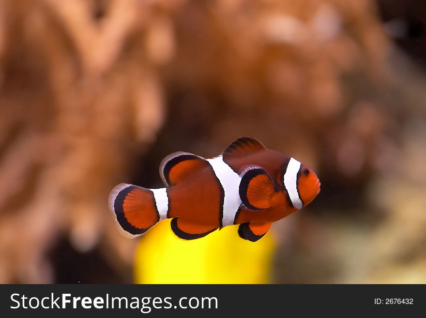 Clownfish in the Monterey Aquarium