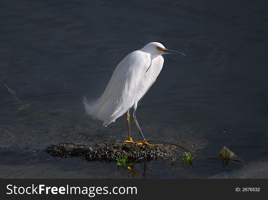 White Egret, Foster City Lagoon