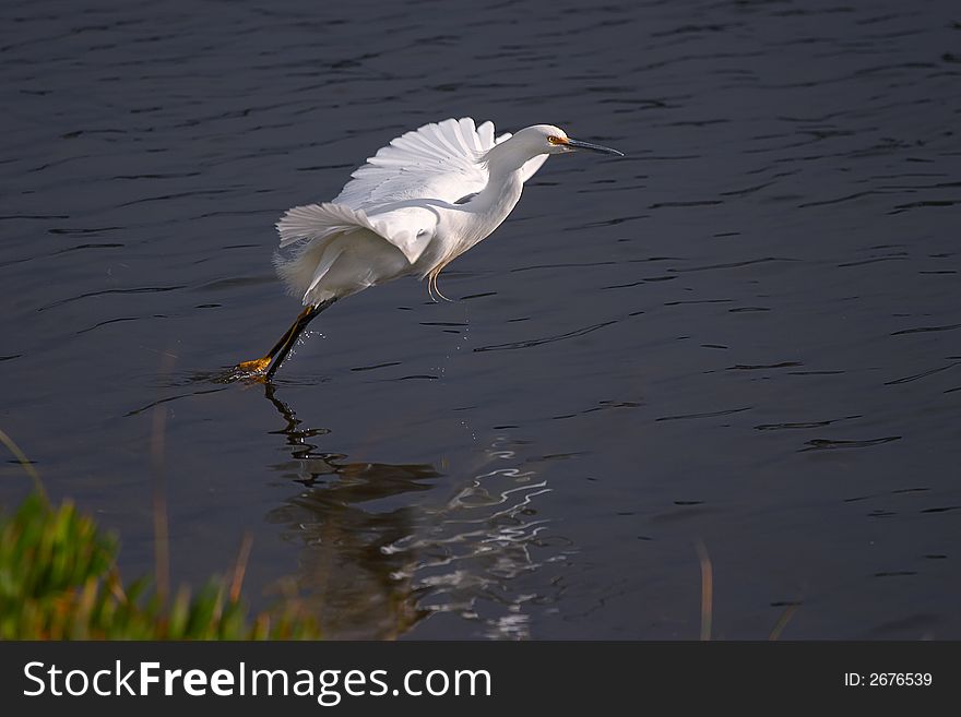 White Egret, Foster City Lagoon