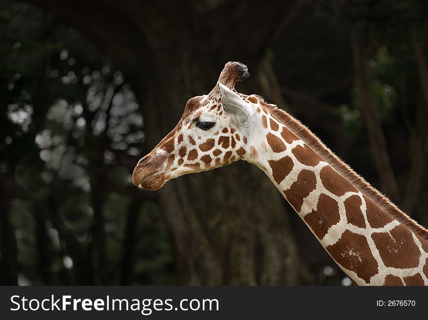 Giraffe in San Francisco Zoo