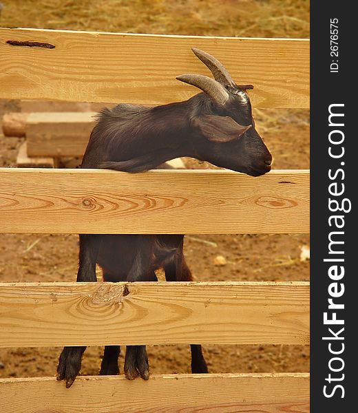 The goat on the farm