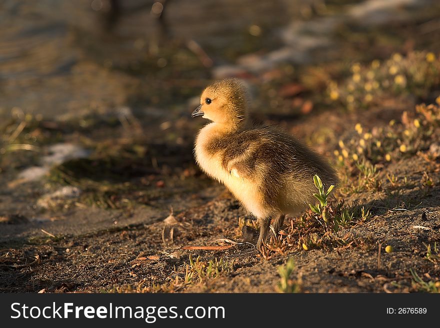 Canada grey goose gosling, Foster City lagoon