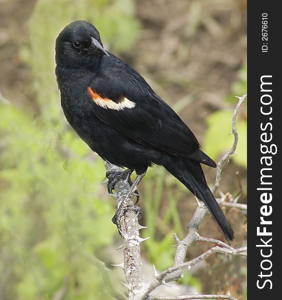 A beautiful male Red-winged Blackbird in a striking pose. A beautiful male Red-winged Blackbird in a striking pose