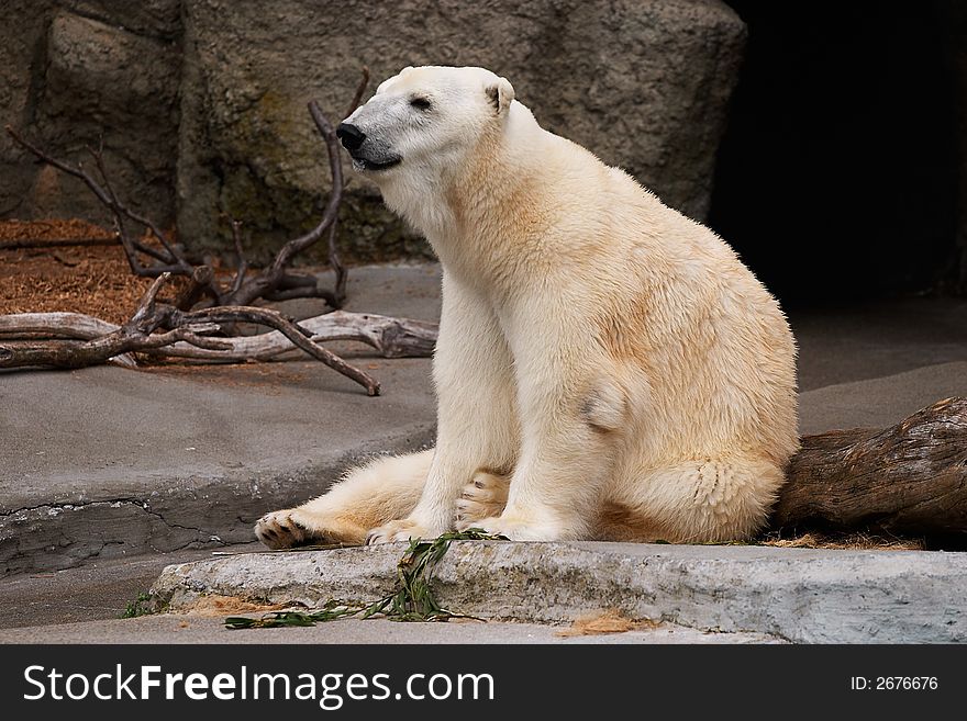 Polar bear, San Francisco Zoo