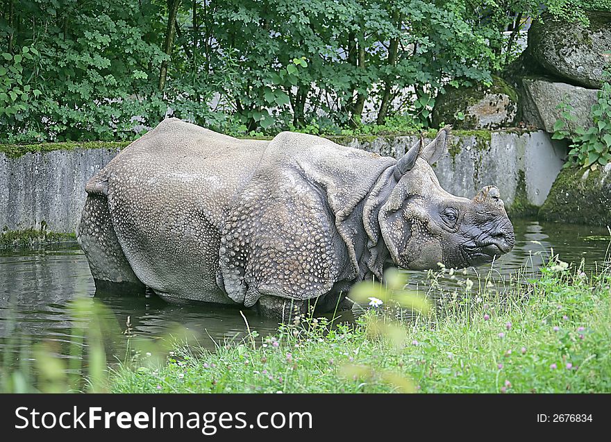 View of rhinoceros in the pond. View of rhinoceros in the pond