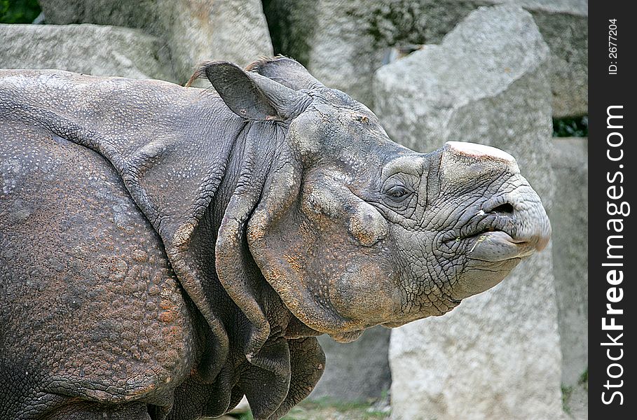 Rhinoceros with the sawn off horn. Rhinoceros with the sawn off horn