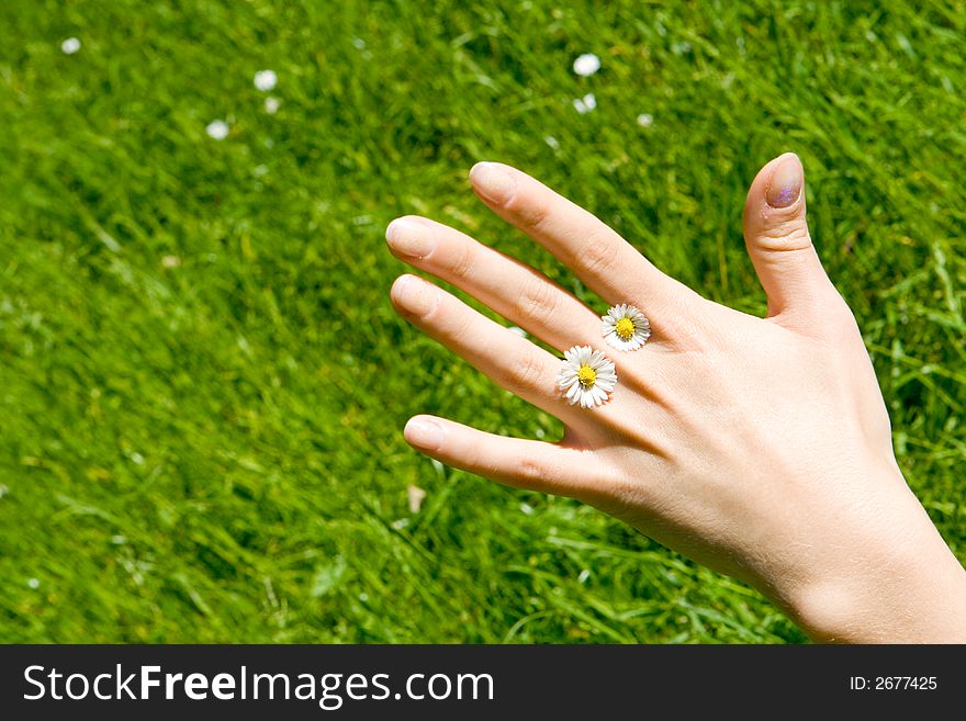 A hand with two daisys with grass in the background