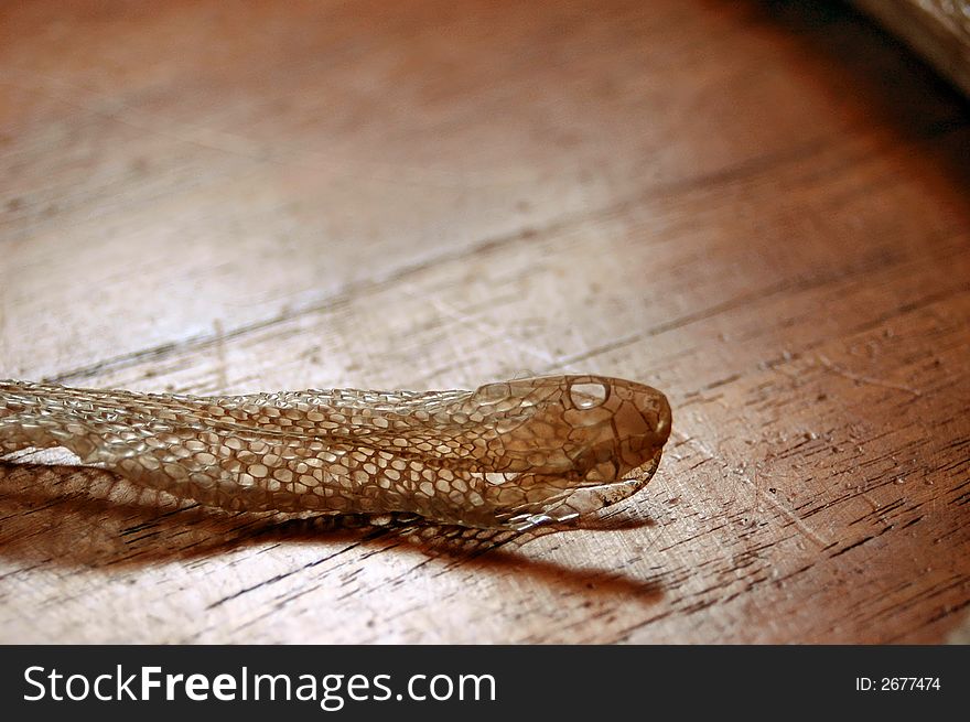 A close up of a corn snake skin after shedding. A close up of a corn snake skin after shedding.