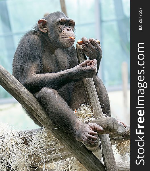 Chimpanzee 5