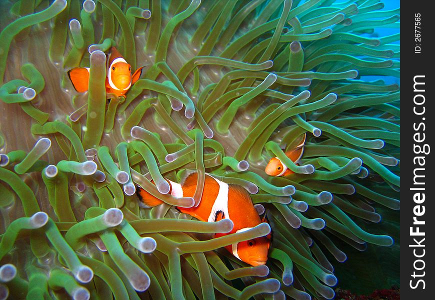 Tropical finding nemo clown fish photo from a scuba diving ecotourism adventure on a pristine coral reef. Tropical finding nemo clown fish photo from a scuba diving ecotourism adventure on a pristine coral reef