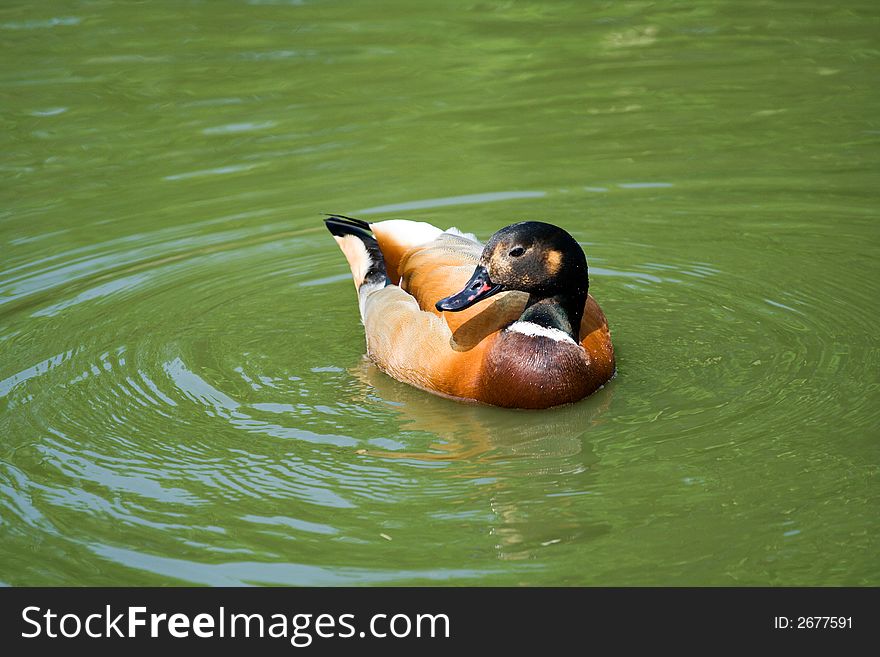 Brightly coloured duck swimming on a lake. Brightly coloured duck swimming on a lake