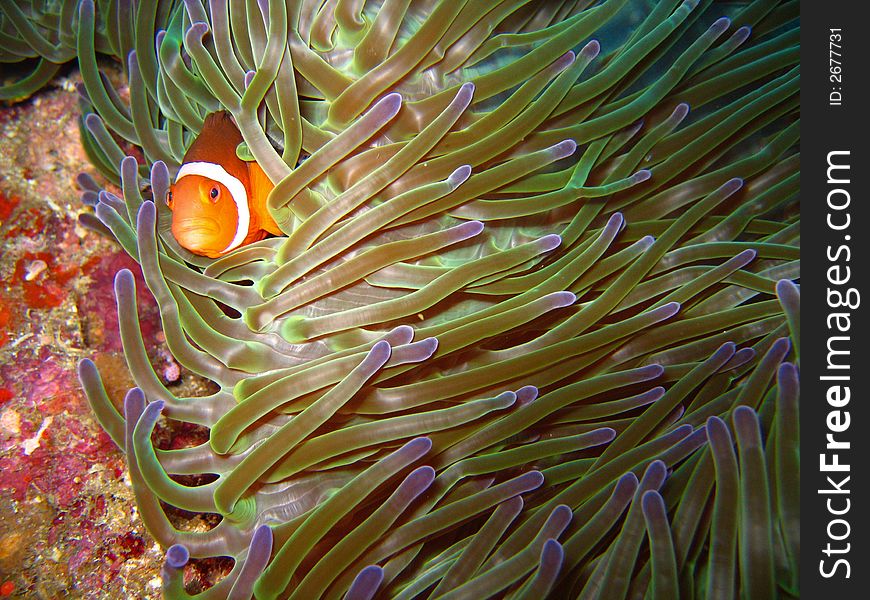 Tropical finding nemo clown fish photo from a scuba diving ecotourism adventure on a pristine coral reef. Tropical finding nemo clown fish photo from a scuba diving ecotourism adventure on a pristine coral reef