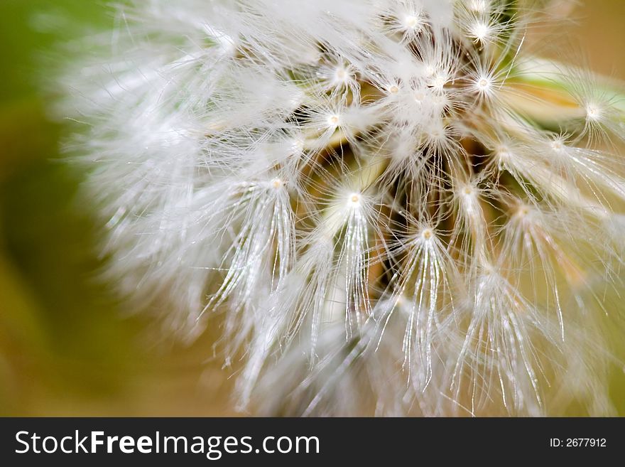 Close Up Of Small Dandelion