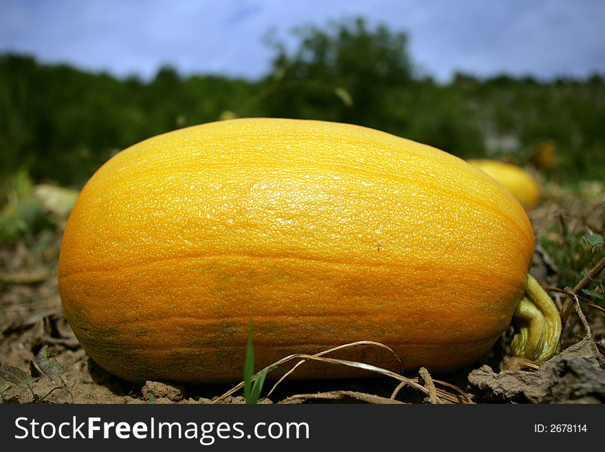 Big yellow pumpkin on the field