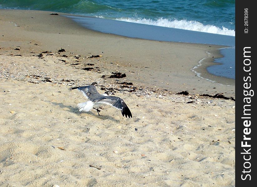 A seagull at the beach