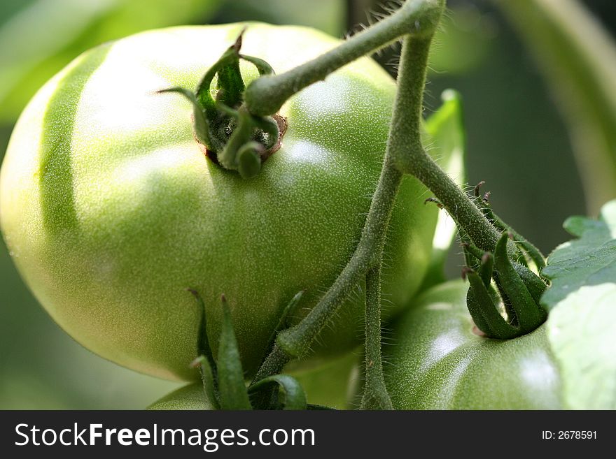 Closeup of green tomatoes on the vine