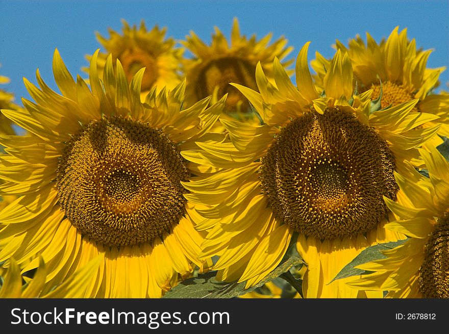 A bloomed sunflower in Tuscany. A bloomed sunflower in Tuscany