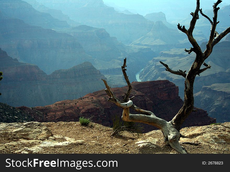 This dead tree overlooks the Grand Canyon. This dead tree overlooks the Grand Canyon.