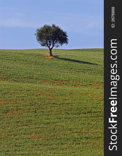 A lonely tree, landscape  ( Tuscany, Italy). A lonely tree, landscape  ( Tuscany, Italy)