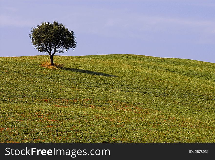 Landscape,Tuscany