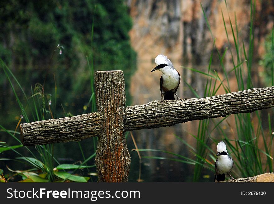 Birds and pond in the parks