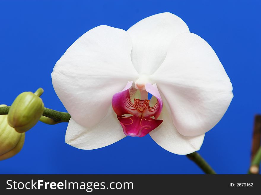 A beautiful white orchid with pink center set against a deep blue background. A beautiful white orchid with pink center set against a deep blue background