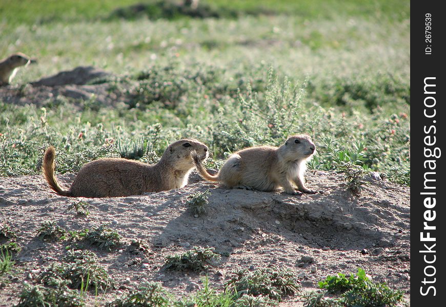 Prairie Dogs in Badlands National Park