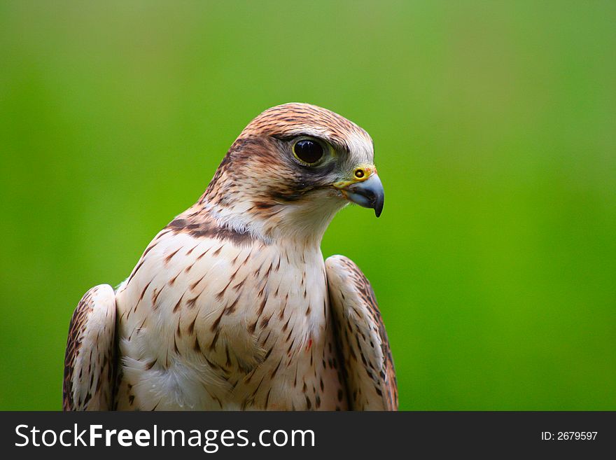 Peregrine falcon ready to give a flying demonstration. Peregrine falcon ready to give a flying demonstration