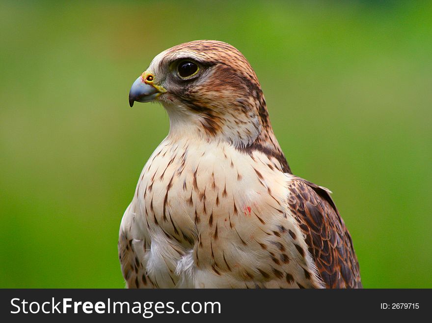 Falcon ready to give a flying demonstration. Falcon ready to give a flying demonstration