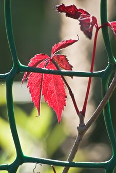 Red Autumn Leaves Royalty Free Stock Photography Red Autumn Leaves Royalty Free Stock Photography