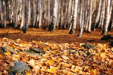 Fallen Autumn Leaves In Birch Forest Royalty Free Stock Photo Fallen Autumn Leaves In Birch Forest Royalty Free Stock Photo