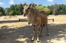 Eland Antelope Royalty Free Stock Image