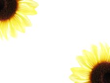 Sunflower Frame Royalty Free Stock Photography