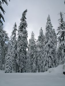 Winter Forest Royalty Free Stock Image