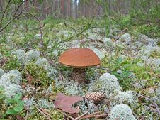 Boletus Aurantiacus Stock Image Boletus Aurantiacus Stock Image
