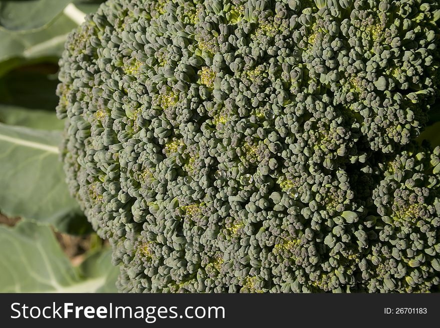 The vegetable Broccoli growing in an organic home garden. Image shows the mass of buds up close that make the vegetable. The vegetable Broccoli growing in an organic home garden. Image shows the mass of buds up close that make the vegetable